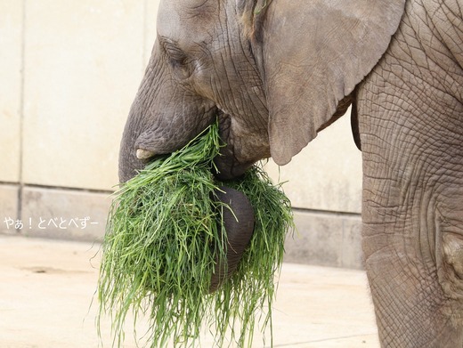 とべ動物園アフリカゾウ：アフ、リカ、媛、砥夢、砥愛