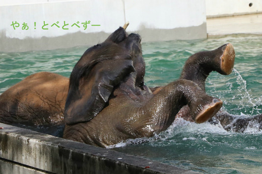 プールに潜って遊ぶアフリカゾウの子象の砥愛ちゃん(メス、4歳)