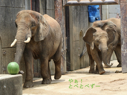 とべ動物園アフリカゾウ：アフ、リカ、媛、砥夢、砥愛