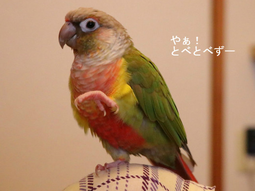 ウロコインコとゾウのブログ：やぁ！とべとべずー