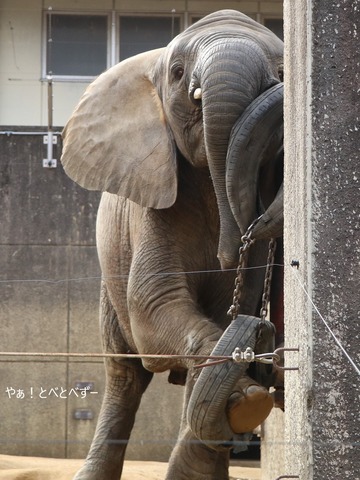 とべ動物園ブログ:砥愛、まんぷく、リュウト、ララ、イオ