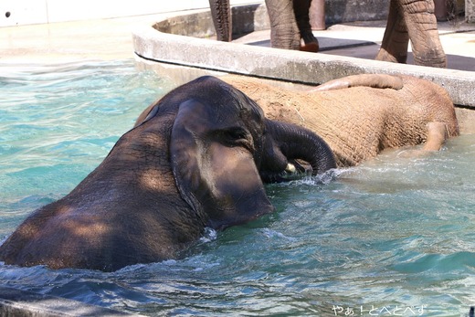 とべ動物園アフリカゾウ：媛ちゃん（メス、17歳）