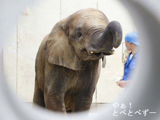 とべ動物園アフリカゾウの