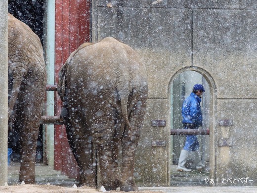 雪の中の動物園・アフリカゾウの家族@とべ動物園