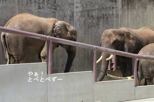 アフリカゾウの媛ちゃん、スロープ登ったんよ!