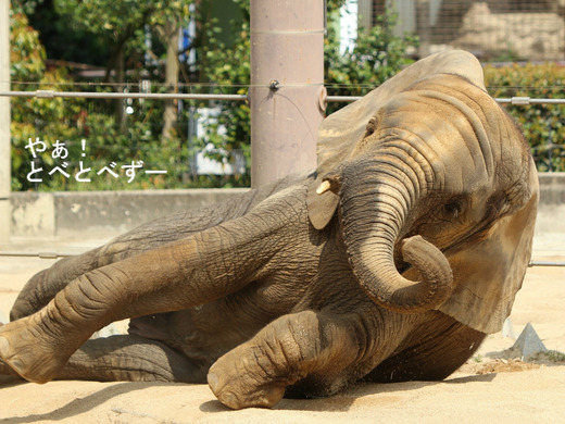 とべ動物園ブログ：砥愛、ティア、フー、ニコ、ウララ