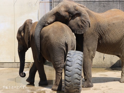 とべ動物園アフリカゾウ:アフ、リカ、媛、砥夢、砥愛