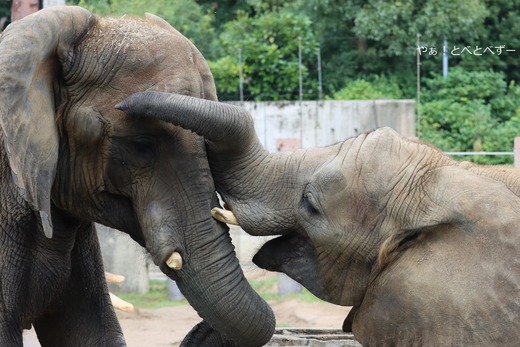 アフリカゾウ大好きブログ：やぁ！とべとべずー