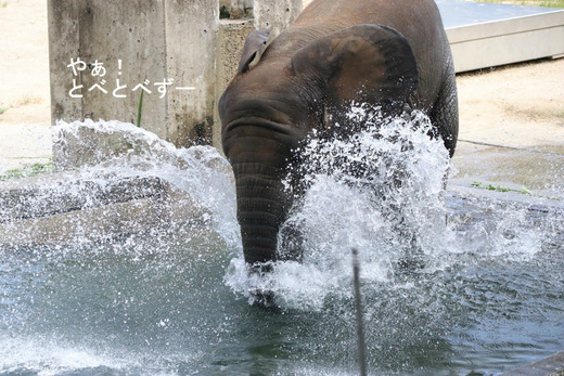 とべ動物園アフリカゾウ:砥愛ちゃん(メス、5歳)