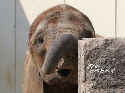 スイカ大好き♪アフリカゾウの媛ちゃん