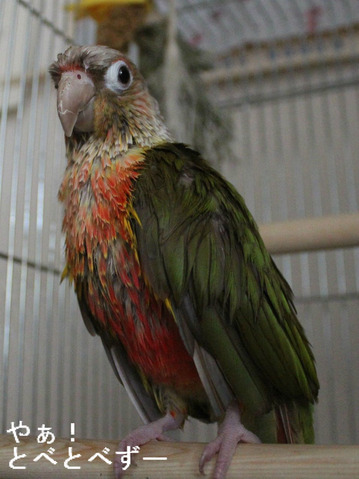 ウロコインコ(パイナップル)の水浴び