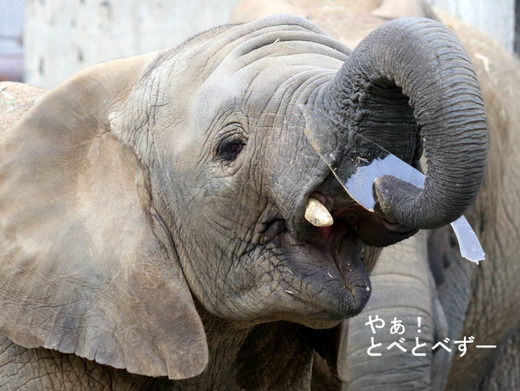 とべ動物園ブログ:砥愛、ピース、柑太郎、砥々丸