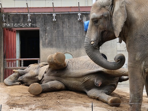 とべ動物園ブログ：やぁ！とべとべずー