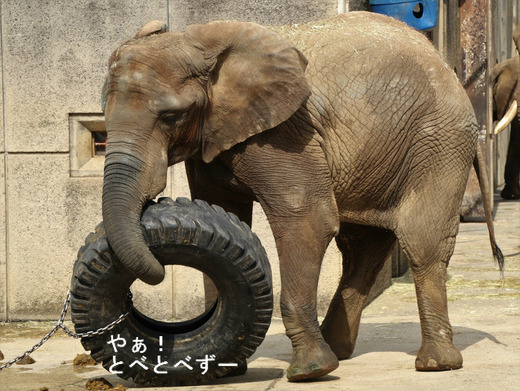 とべ動物園アフリカゾウ：媛ちゃん（メス、１３歳）