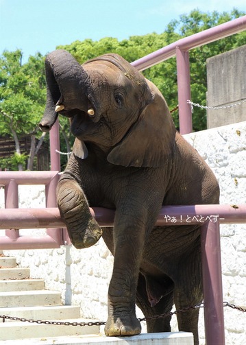 第8回とべ動物園写真コンクール:入選