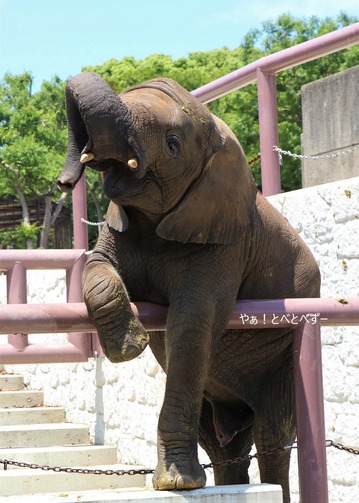 第８回とべ動物園写真コンクール：入選