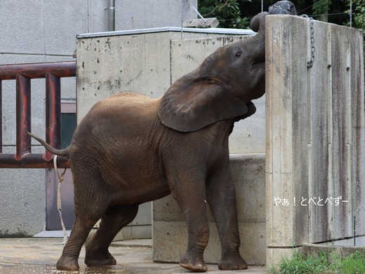 とべ動物園アフリカゾウ：砥愛ちゃん（メス、８歳）