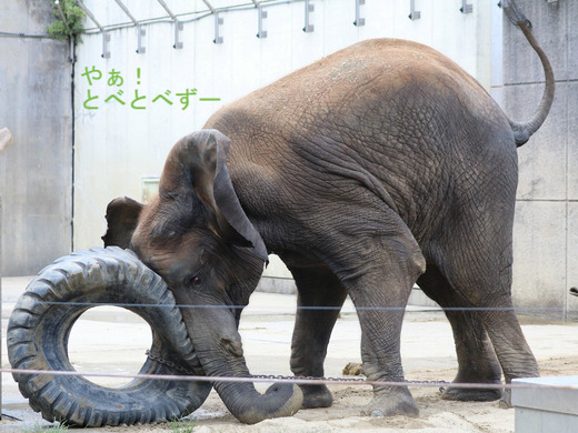 アフリカゾウ、アジアゾウ大好きブログ：やぁ！とべとべずー