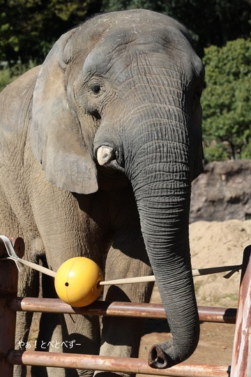 多摩動物公園アフリカゾウのブログ：やぁ！とべとべずー