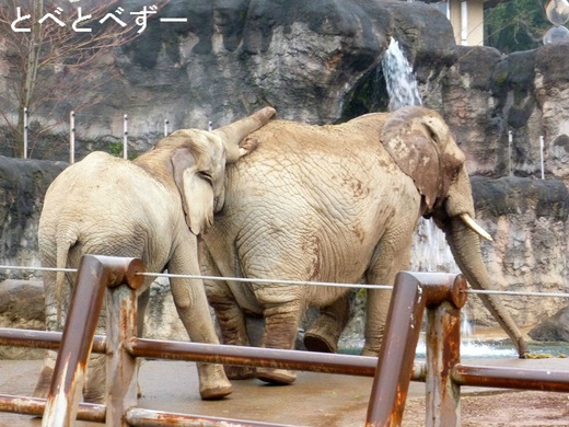 砥夢（とむ）くん：とべ動物園ゾウの赤ちゃん・砥愛ちゃんのお兄さん