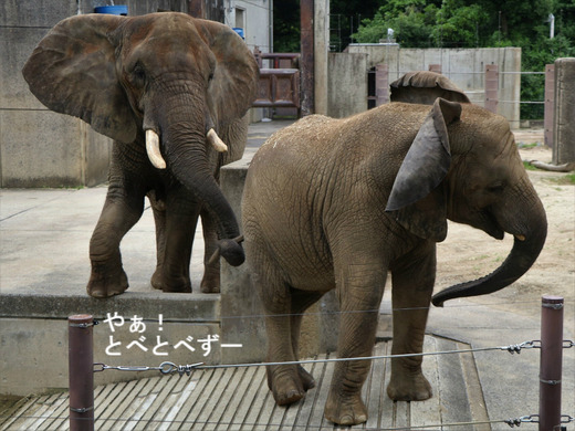 とべ動物園アフリカゾウ：アフ、リカ、媛、砥夢、砥愛