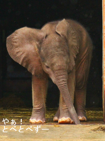 とべ動物園アフリカゾウ砥愛ちゃんのブログ：やぁ！とべとべずー