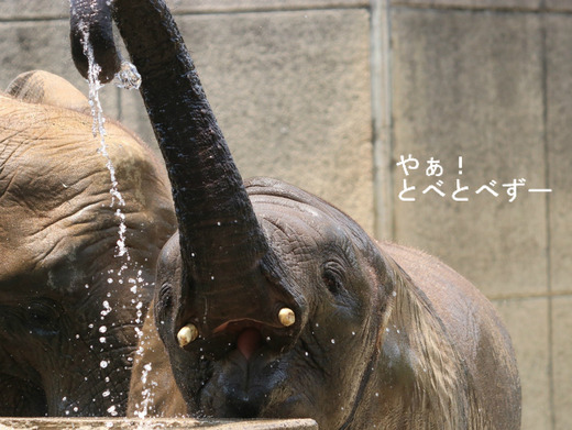 とべ動物園アフリカゾウのブログ：やぁ！とべとべずー