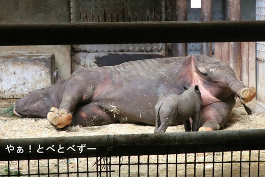 クロサイの授乳姿:愛媛県立とべ動物園