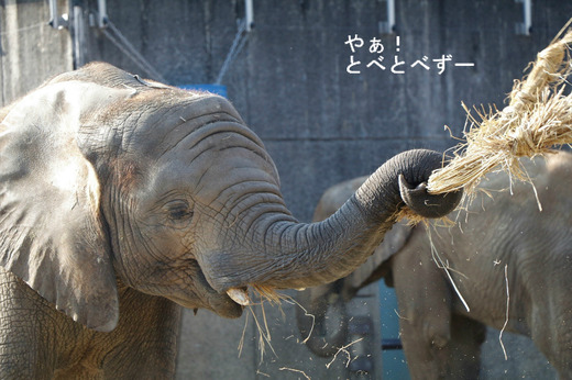 とべ動物園アフリカゾウ:アフ、リカ、媛、砥夢、砥愛