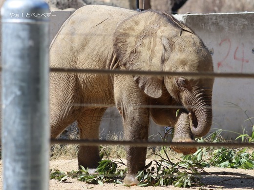 広島市安佐動物公園マルミミゾウの赤ちゃん（男の子）
