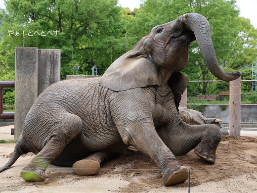 座り込んで砂浴びするアフリカゾウ＠とべ動物園