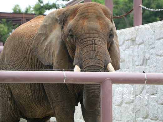 とべ動物園アフリカゾウ:リカ母さん(推定33歳)