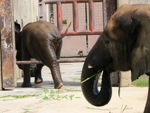 とべ動物園アフリカゾウ:アフ、リカ、媛、砥夢、砥愛