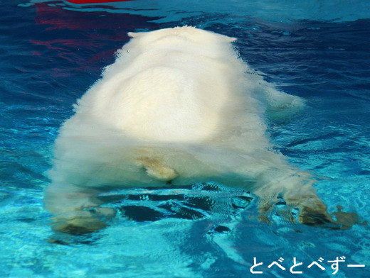 とべ動物園：アフリカゾウ＆シロクマピースのブログ