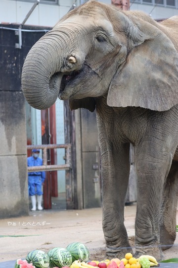 アフリカゾウ、アジアゾウ大好きブログ：やぁ！とべとべずー