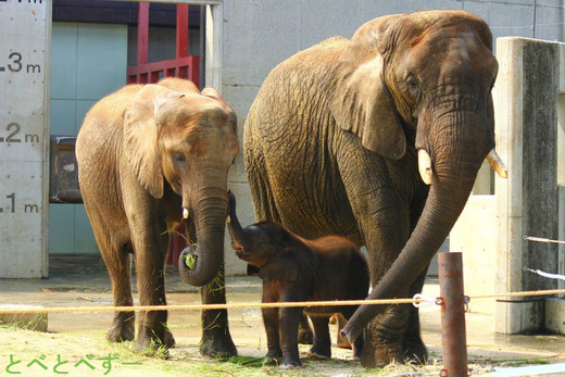 とべ動物園アフリカゾウの親子