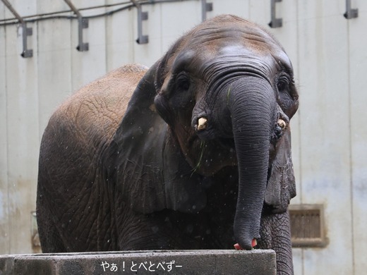 とべ動物園アフリカゾウ:媛ちゃん(メス、19歳)