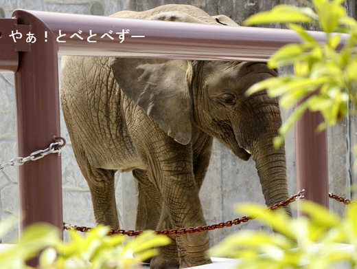 とべ動物園ブログ：やぁ！とべとべずー