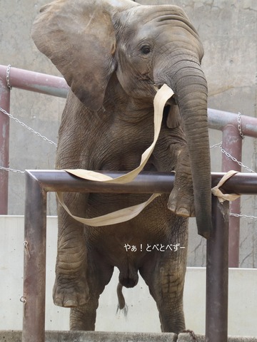 とべ動物園ブログ：やぁ！とべとべずー