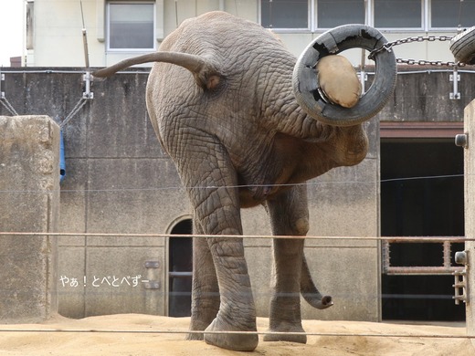 アフリカゾウブログ:やぁ!とべとべずー