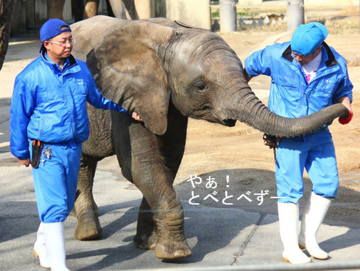 アフリカゾウの訓練の様子:愛媛県立とべ動物園