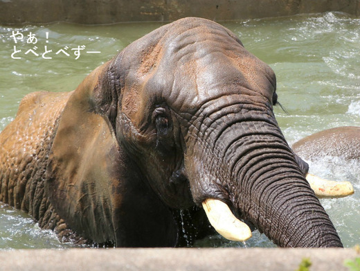 とべ動物園ブログ：やぁ！とべとべずー
