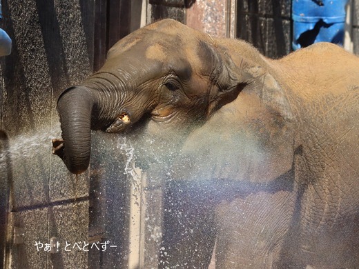 とべ動物園ブログ：媛、ララ、イオ、フー、ウララ、ルビー