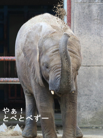 日本で唯一血縁関係のあるアフリカゾウの親子が暮らす愛媛とべ動物園
