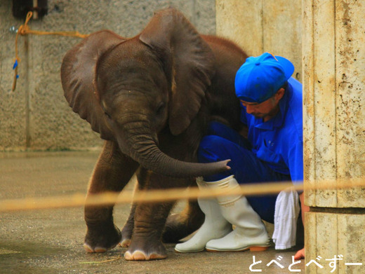 とべ動物園のアフリカゾウの親子