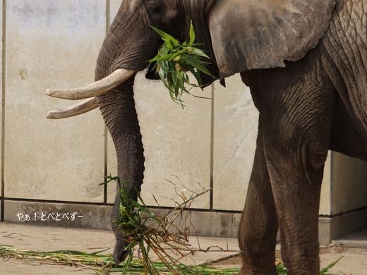 アフリカゾウ、アジアゾウ大好きブログ:やぁ!とべとべずー