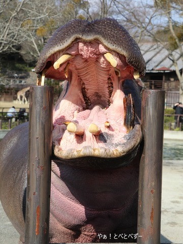 とべ動物園:カバ(ハグラー)