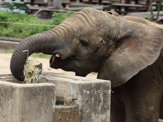 アフリカゾウ、アジアゾウ大好きブログ:やぁ!とべとべずー