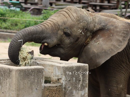 アフリカゾウ、アジアゾウ大好きブログ：やぁ！とべとべずー