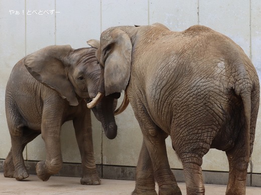 とべ動物園アフリカゾウの親子：リカ母さん、砥愛ちゃん